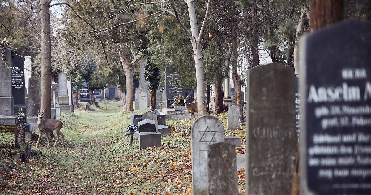 Wiener Zentralfriedhof J Discher Friedhof B B Vienna Info