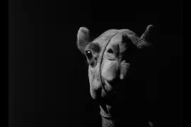 Al Jamal/The Camel: Film von Ibrahim Shaddad Sudan 1981, Kopf eines Kamels bei Nacht