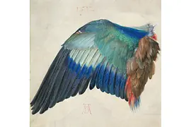 Finely detailed depiction of a roller’s wing with shimmering blue and green tones.