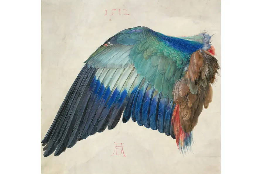 Finely detailed depiction of a roller’s wing with shimmering blue and green tones.