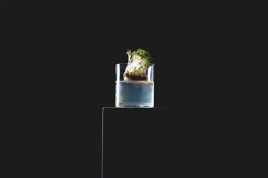 Cocktail in einem Tumbler auf einem Podest vor schwarzem Hintergrund; oben liegt eine Garnitur aus frischen Sprossen.