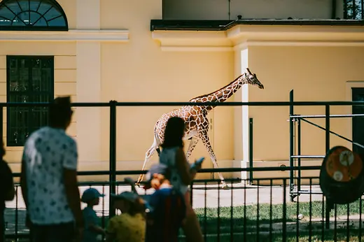 Schloss Schönbrunn, Giraffe
