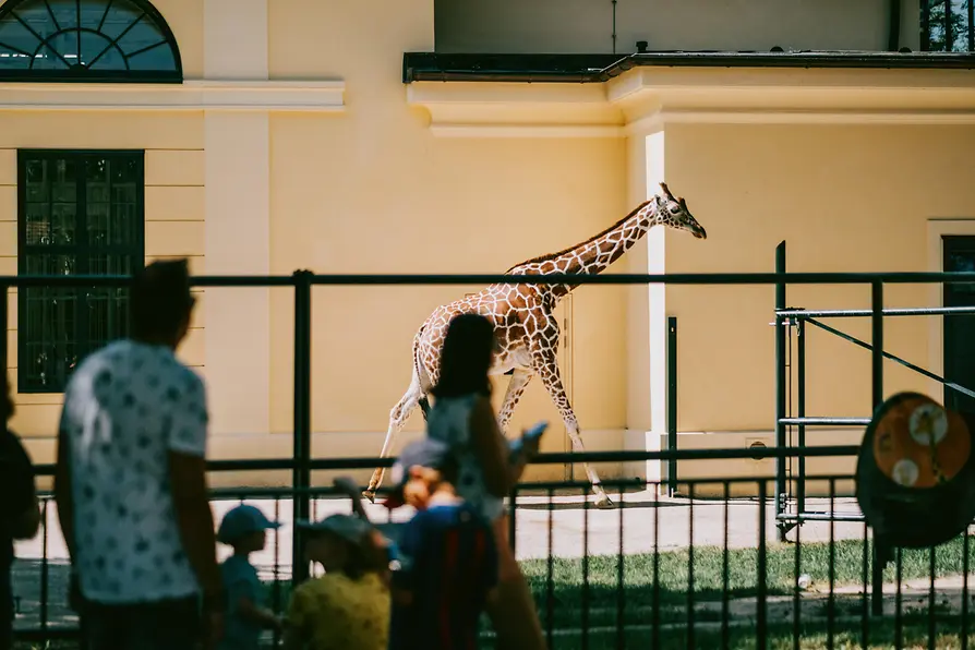 Schloss Schönbrunn, Giraffe