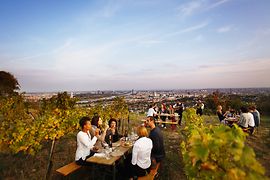People in the vineyards, with a view of Vienna