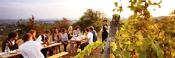 Young people drinking wine in vineyard