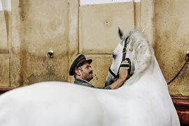 Mann bürstet ein Pferd