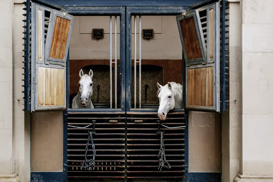 Wien Tourismus / Paul Bauer Spanische Hofreitschule, Lipizzaner, Sattelkammer