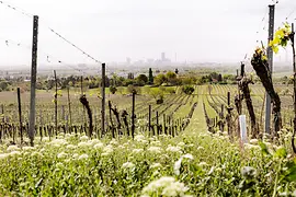 Weinberge in Stammersdorf