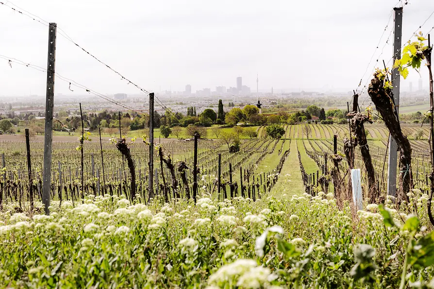 WienTourismus / Paul Bauer Weinberge in Stammersdorf
