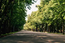 Main avenue (Hauptallee) in Prater park