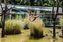 Affen im Tiergarten Schönbrunn