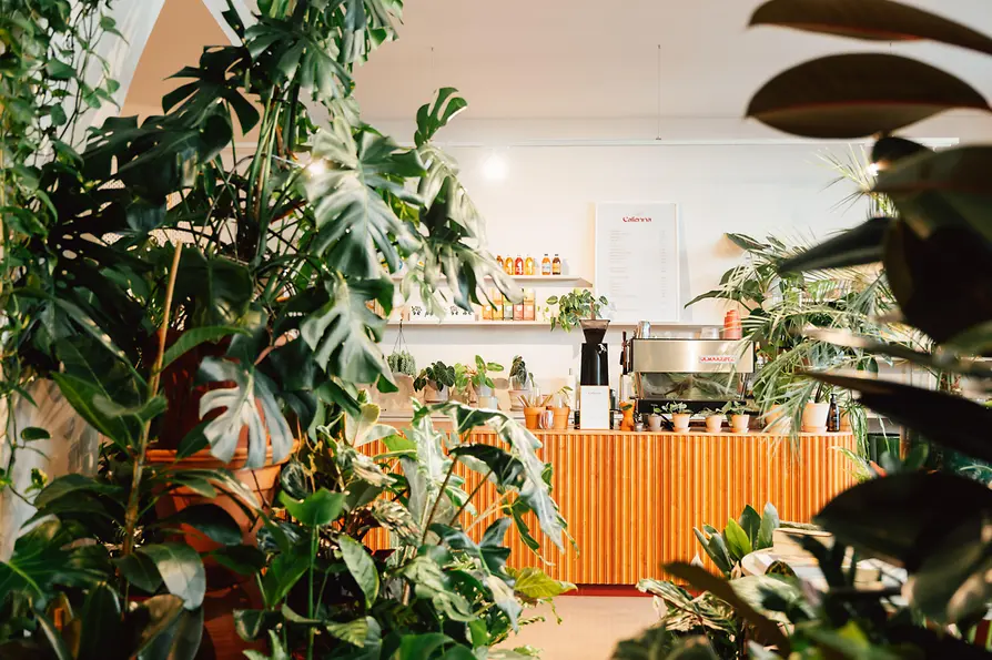 Café Calienna, interior view