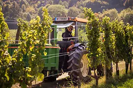 Tractor in Vienna's vineyards