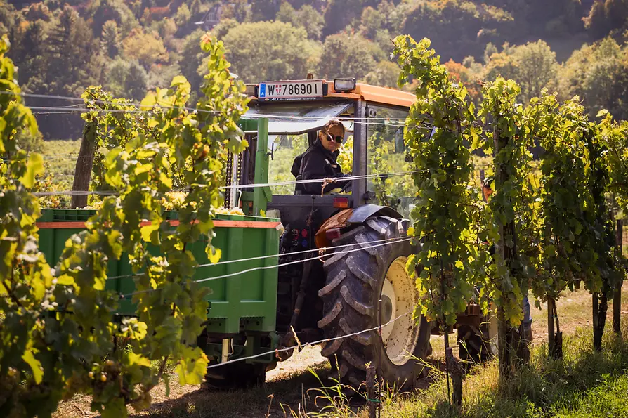 Tractor in Vienna's vineyards
