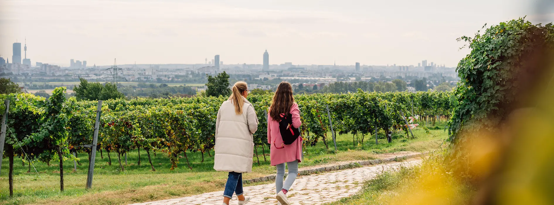 Wandern in Wiens Weinbergen