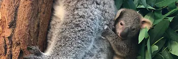 Tiergarten Schönbrunn | Koala Baby 2022