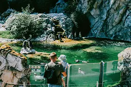 Schönbrunn Zoo, penguins