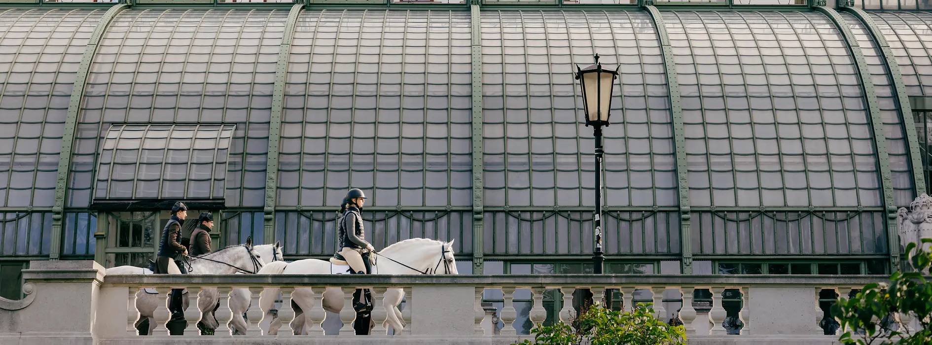 Lipizzaner im Burggarten