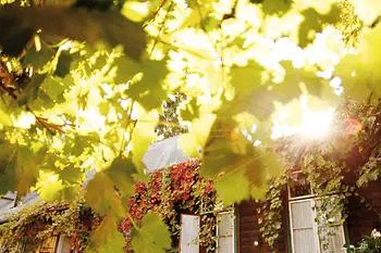 Weintraubenblaetter im Sonnenschein©WienTourismusPeter Rigaud