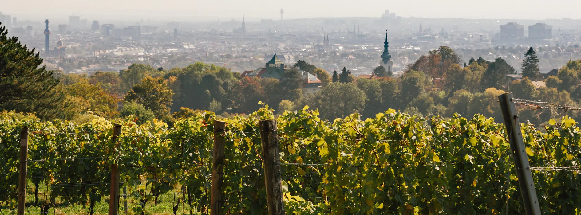 Weinberge, Nussberg©WienTourismus/Julius Hirtzberger