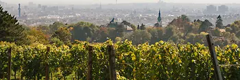 Weinberge, Nussberg©WienTourismus/Julius Hirtzberger
